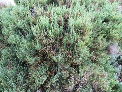 Salicornia littorea