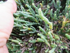 Salicornia littorea