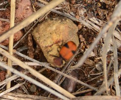 Micrixys distincta