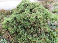 Salicornia littorea