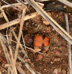 Micrixys distincta