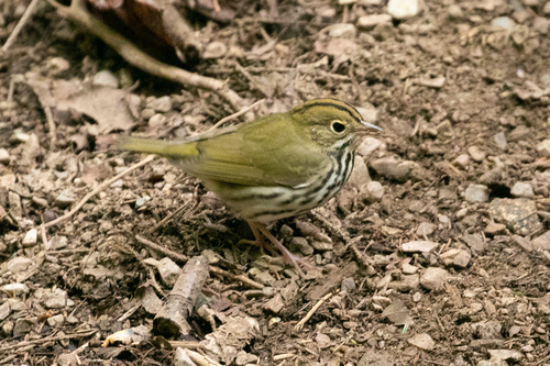 Seiurus aurocapilla image