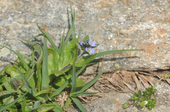 Veronica alpina