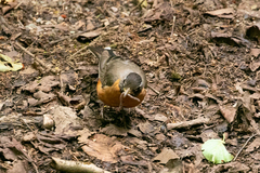 Turdus migratorius image