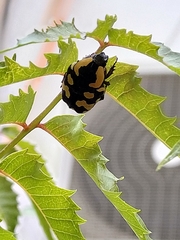 Clinteria klugi klugi