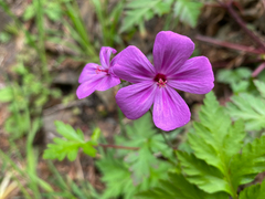 Geranium yeoi