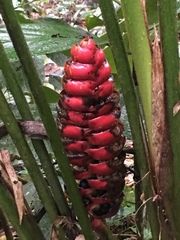 Heliconia imbricata
