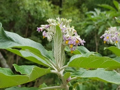 Solanum giganteum