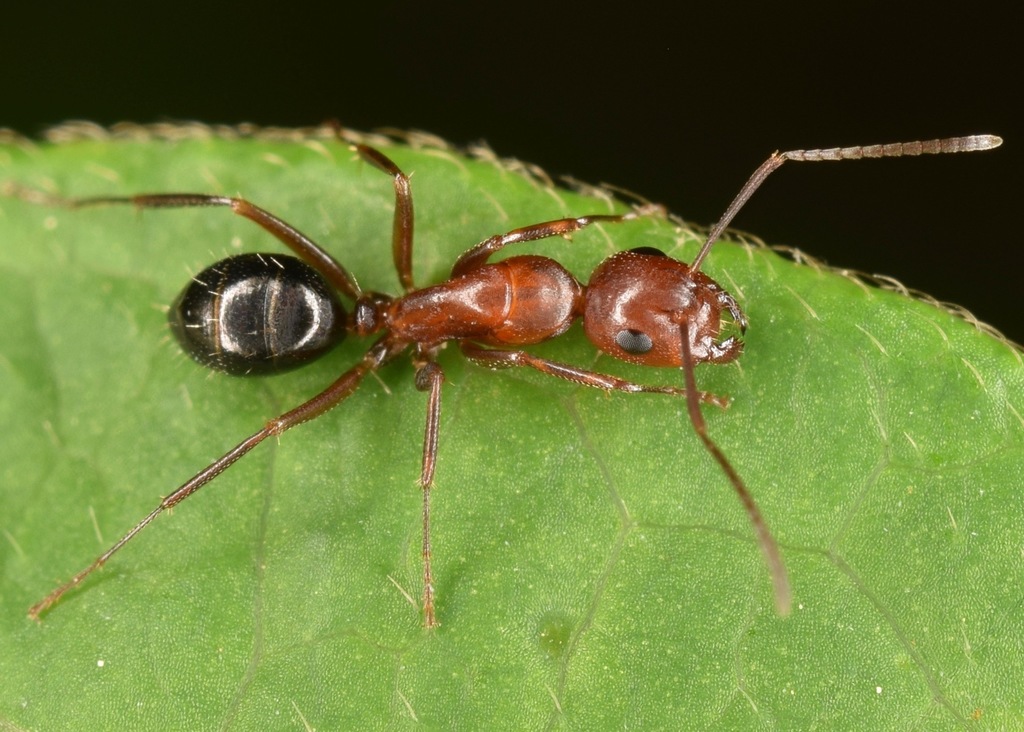 Deceptive Carpenter Ant (Ants of Virginia) · iNaturalist