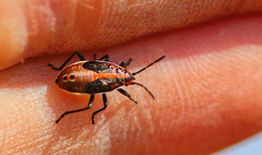 Spilostethus lemniscatus