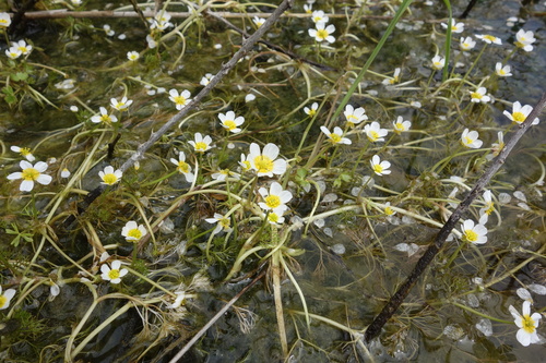Image of Ranunculus baudotii by (c) Clément Maouche, some rights reserved (CC BY)
