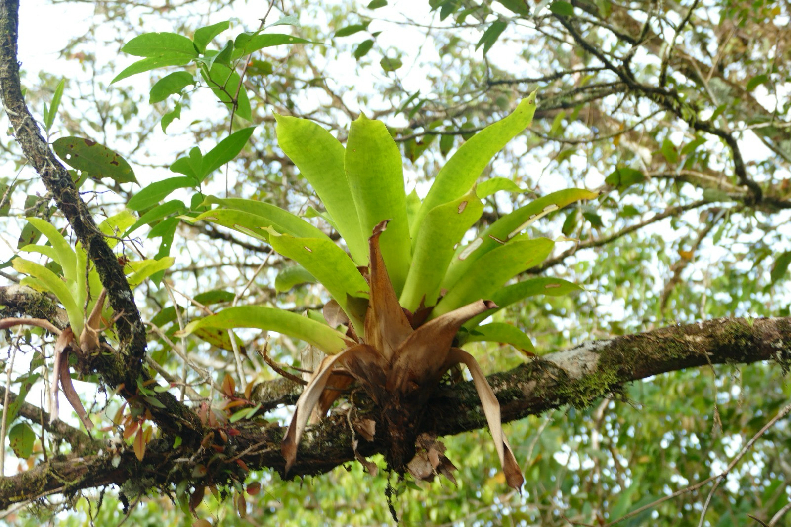 Imagem de Bromélia-gigante