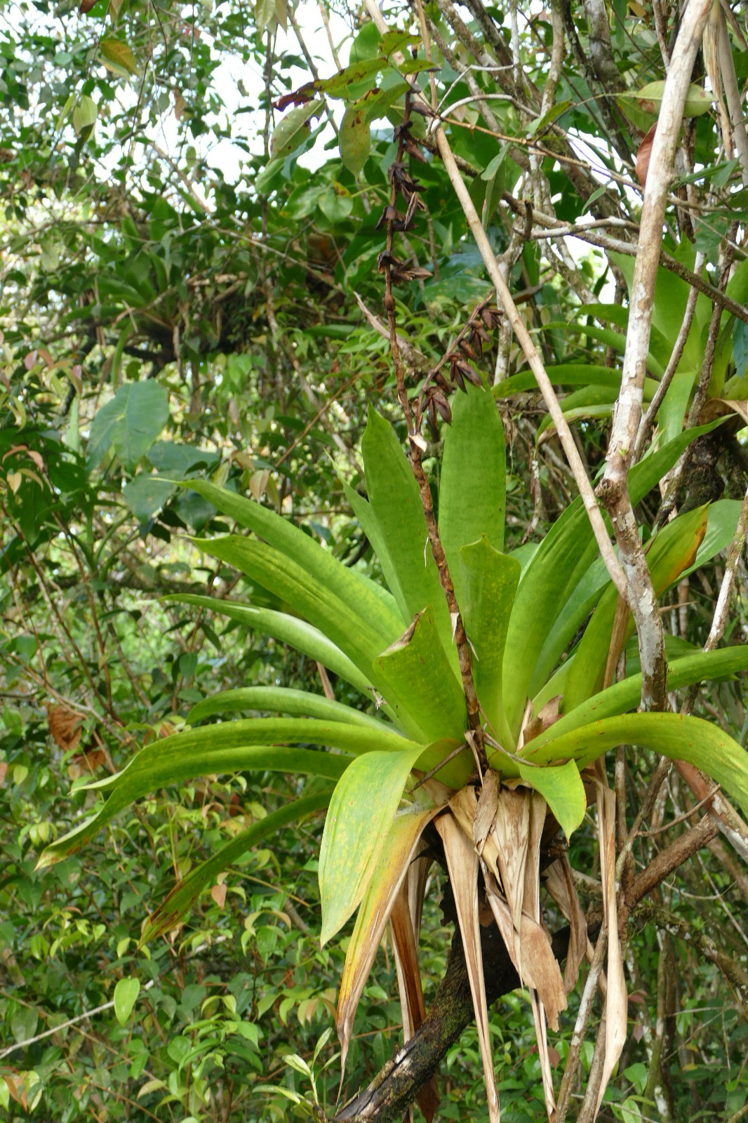 Imagem de Bromélia-gigante