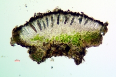 Rinodina laevigata