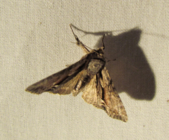 Hyppa contrasta