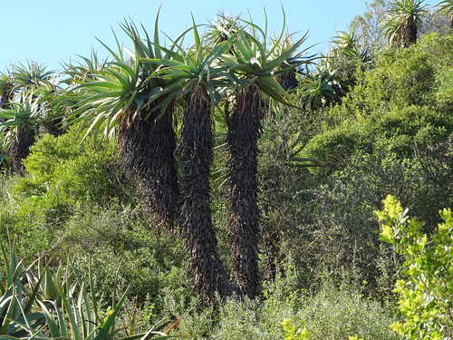 Image of Aloe speciosa by (c) Shaun Swanepoel, some rights reserved (CC BY)