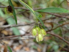Dodonaea lanceolata