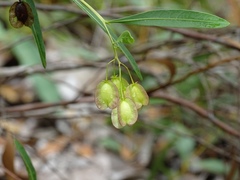 Dodonaea lanceolata
