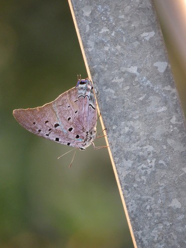 Marsyas Hairstreak photo 3