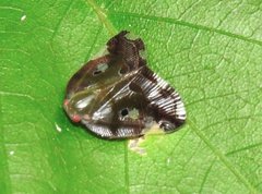 Ricania marginalis