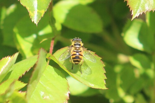 Unknown species found near Caldwell, ID, USA