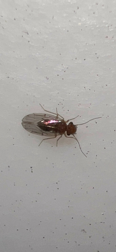 Large-winged Psocid photo 4