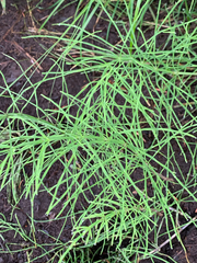 Equisetum arvense image