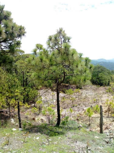 Image of Douglas Pine (Pinus gordoniana) by (c) Dante S. Figueroa, some rights reserved (CC BY-SA)