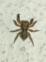 Pseudeuophrys vafra