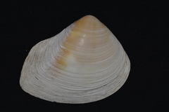 Eucrassatella decipiens