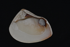 Eucrassatella decipiens