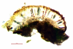 Rinodina oxydata