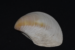 Eucrassatella decipiens