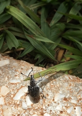 Cydianerus latruncularius