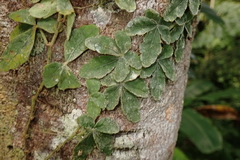Tetrastigma obtectum glabrum