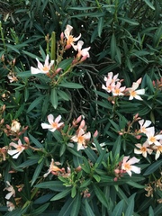 Nerium oleander