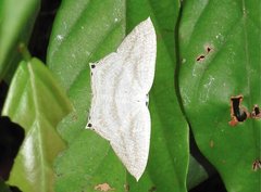 Acropteris ciniferaria