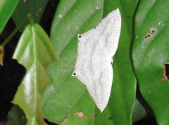 Acropteris ciniferaria