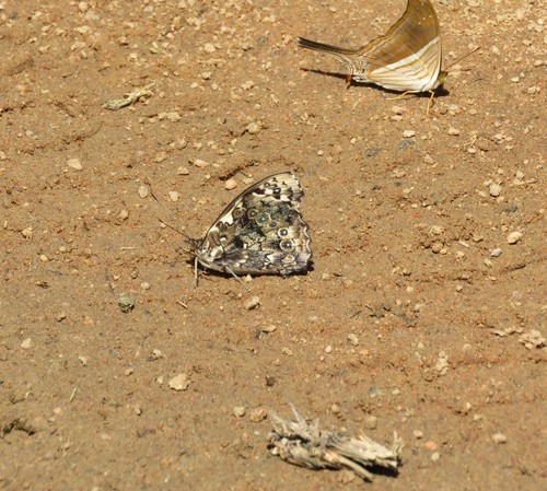 Mottled Purplewing