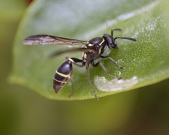 Polybia occidentalis