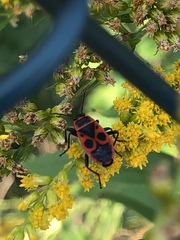 Pyrrhocoris apterus