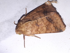 Helicoverpa assulta