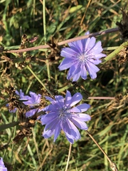 Cichorium intybus