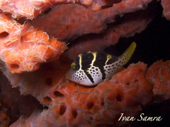 Paraluteres prionurus