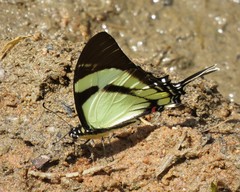 Eurytides callias