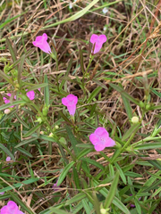 Agalinis neoscotica