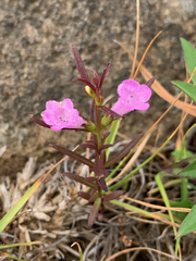 Agalinis neoscotica