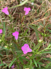 Agalinis neoscotica