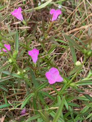 Agalinis neoscotica