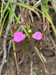 Agalinis neoscotica